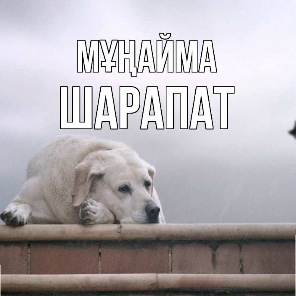 Күн сайын ашық хат с именем, ШАРАПАТ Мұңайма белый пес 1 Онлайн тегін жүктеп алу тілектері бар керемет карта 