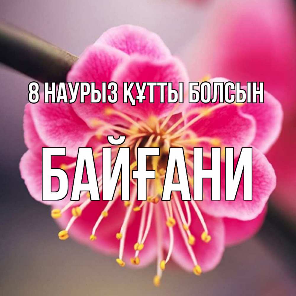 Күн сайын ашық хат с именем, Байғани 8 наурыз құтты болсын цветы Онлайн тегін жүктеп алу тілектері бар керемет карта 