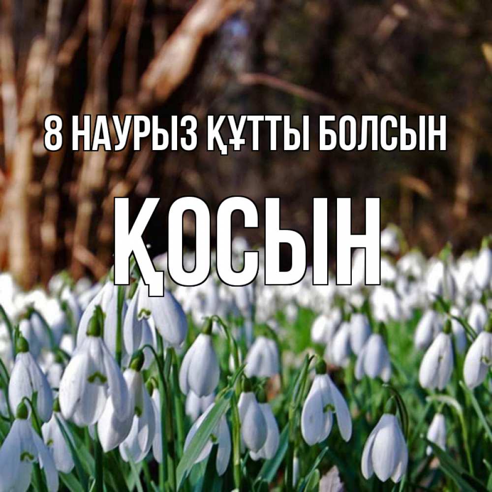 Күн сайын ашық хат с именем, ҚОСЫН 8 наурыз құтты болсын с подснежниками 1 Онлайн тегін жүктеп алу тілектері бар керемет карта 