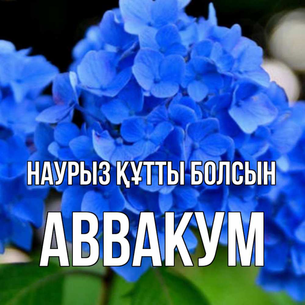 Күн сайын ашық хат с именем, Аввакум Наурыз құтты болсын синие цветы Онлайн тегін жүктеп алу тілектері бар керемет карта 