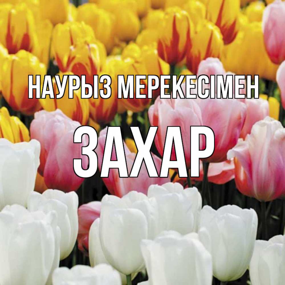Күн сайын ашық хат с именем, Захар Наурыз мерекесімен разноцветные цветы Онлайн тегін жүктеп алу тілектері бар керемет карта 