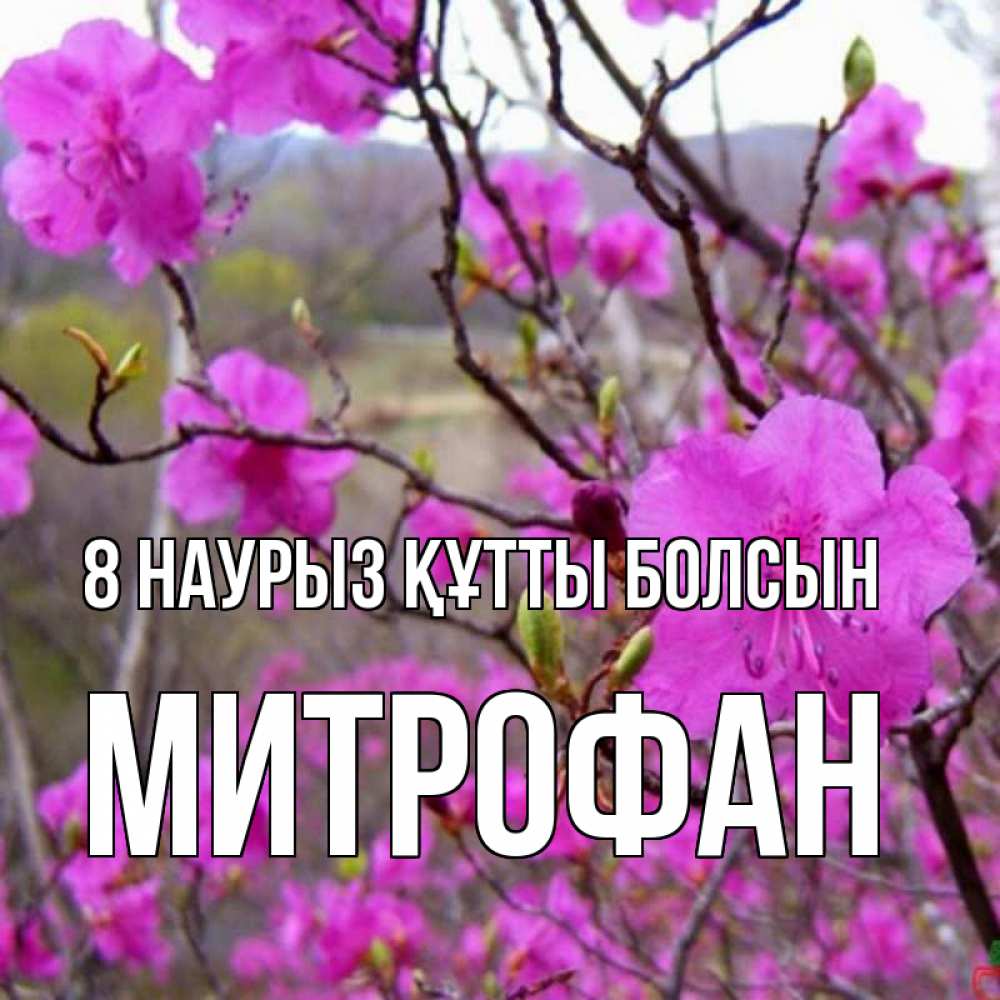 Күн сайын ашық хат с именем, Митрофан 8 наурыз құтты болсын международный женский день Онлайн тегін жүктеп алу тілектері бар керемет карта 