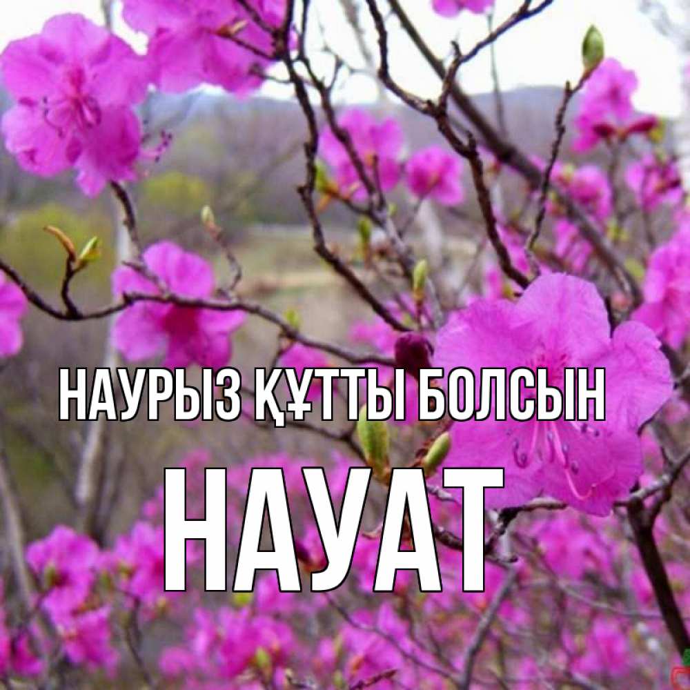Күн сайын ашық хат с именем, НАУАТ Наурыз құтты болсын наурыз мейрамы кутты болсын Онлайн тегін жүктеп алу тілектері бар керемет карта 