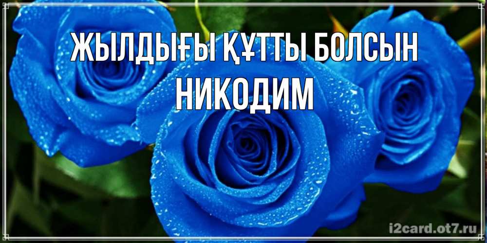 Күн сайын ашық хат с именем, Никодим Жылдығы құтты болсын розы с синим цветом Онлайн тегін жүктеп алу тілектері бар керемет карта 
