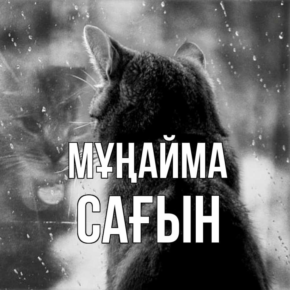 Күн сайын ашық хат с именем, САҒЫН Мұңайма отражение кота 1 Онлайн тегін жүктеп алу тілектері бар керемет карта 