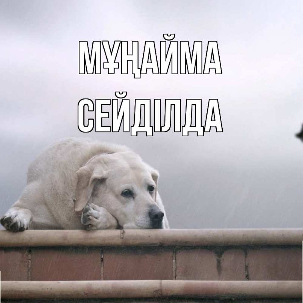 Күн сайын ашық хат с именем, СЕЙДІЛДА Мұңайма белый пес 1 Онлайн тегін жүктеп алу тілектері бар керемет карта 