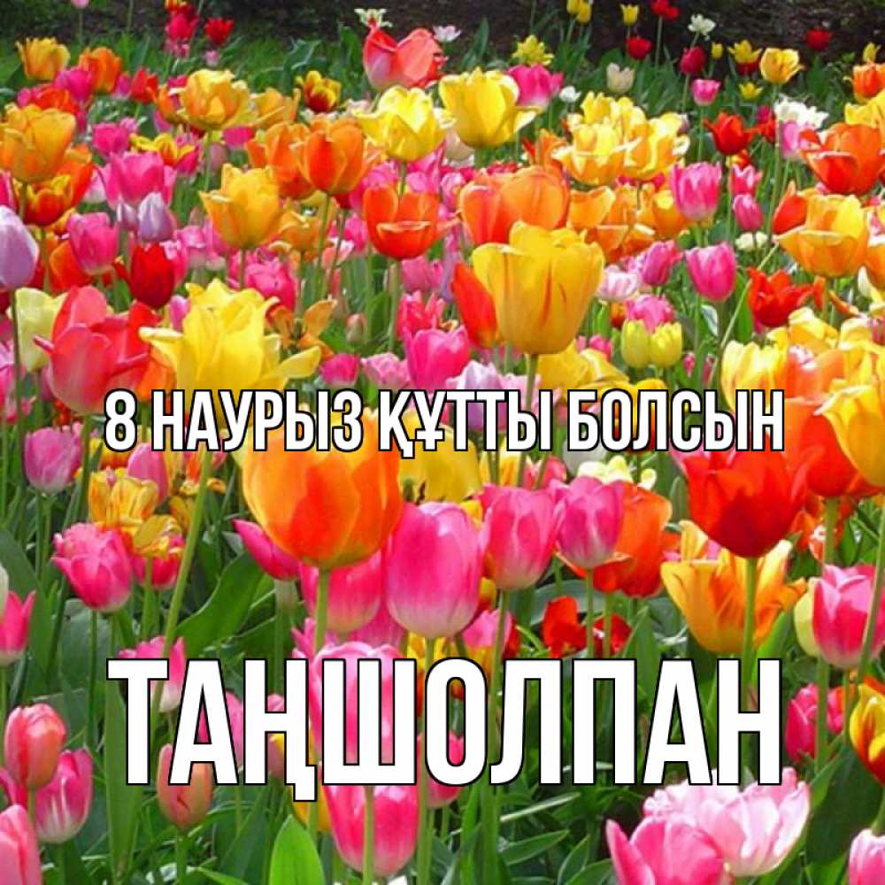Күн сайын ашық хат с именем, ТАҢШОЛПАН 8 наурыз құтты болсын на международный женский день Онлайн тегін жүктеп алу тілектері бар керемет карта 