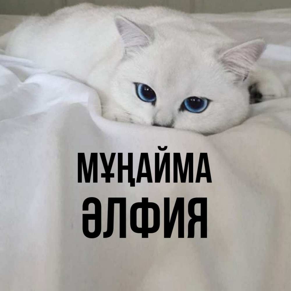 Күн сайын ашық хат с именем, ӘЛФИЯ Мұңайма Голубоглазая кошка Онлайн тегін жүктеп алу тілектері бар керемет карта 