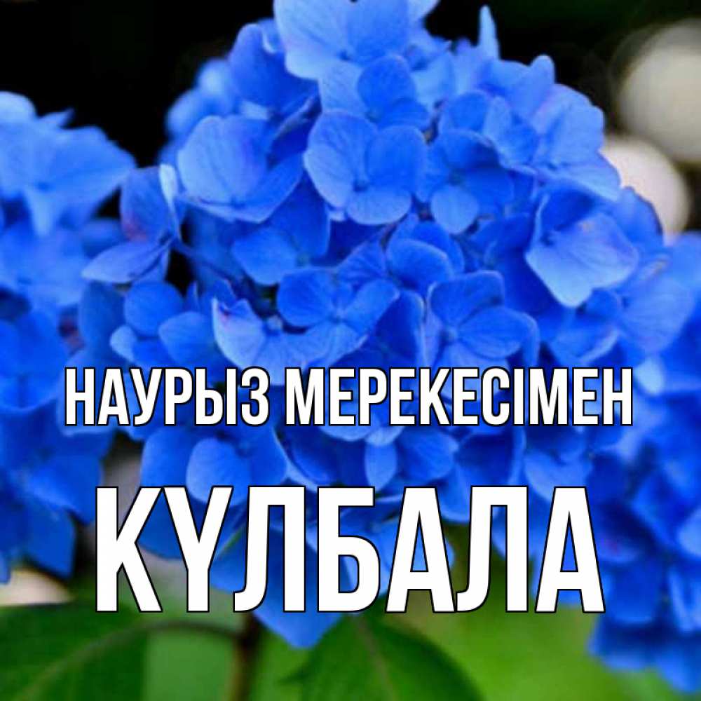 Күн сайын ашық хат с именем, Күлбала Наурыз мерекесімен синие цветы Онлайн тегін жүктеп алу тілектері бар керемет карта 