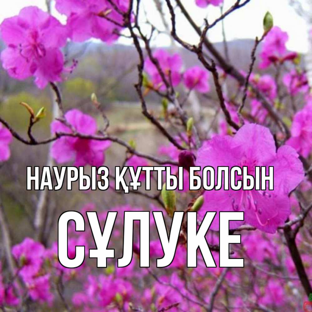 Күн сайын ашық хат с именем, СҰЛУКЕ Наурыз құтты болсын наурыз мейрамы кутты болсын Онлайн тегін жүктеп алу тілектері бар керемет карта 