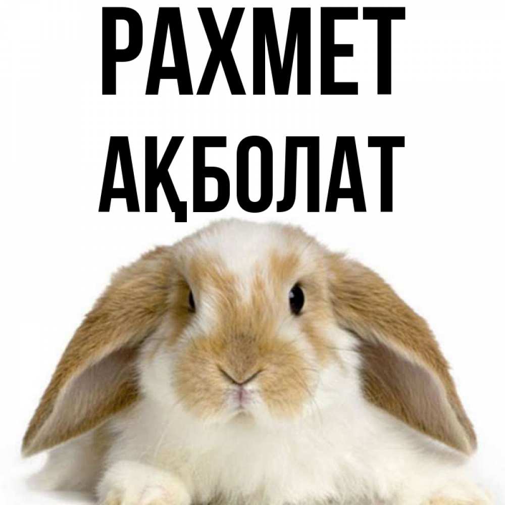 Күн сайын ашық хат с именем, Ақболат рахмет коричнево белый заяц Онлайн тегін жүктеп алу тілектері бар керемет карта 