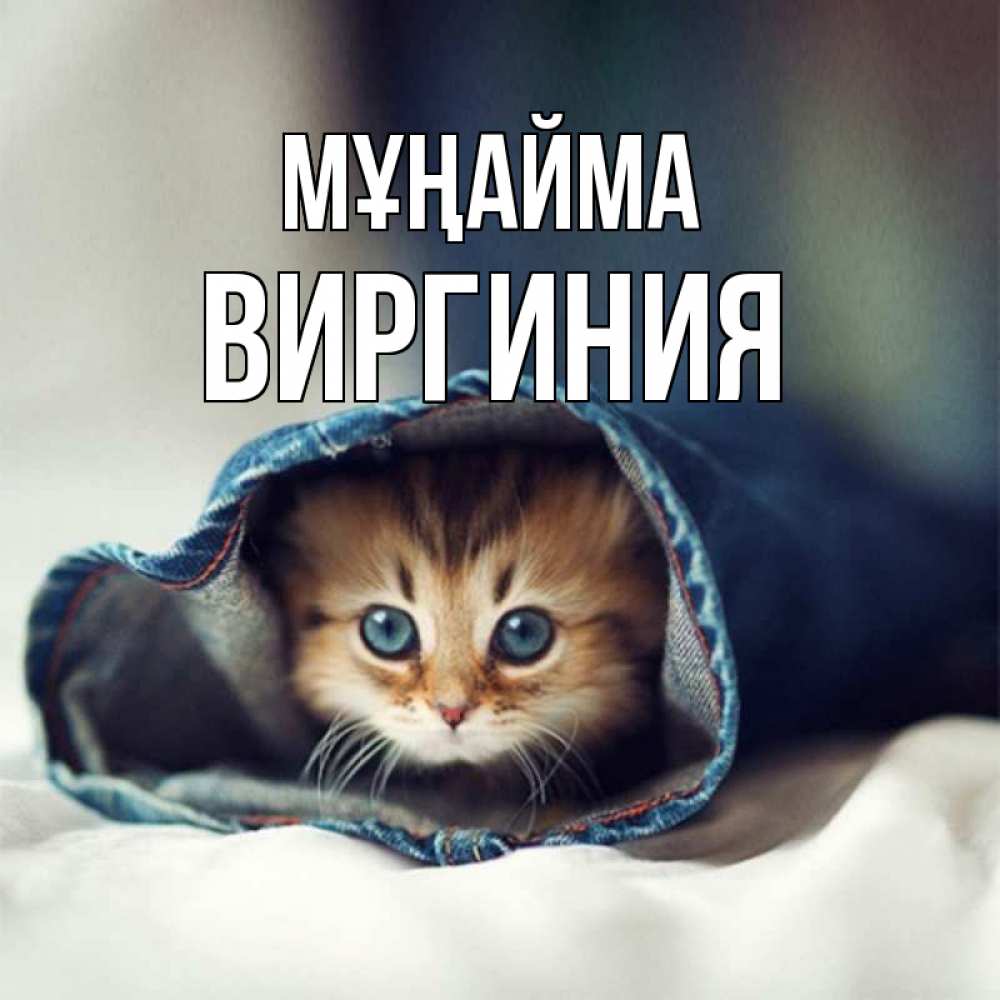 Күн сайын ашық хат с именем, Виргиния Мұңайма кот в одежде Онлайн тегін жүктеп алу тілектері бар керемет карта 
