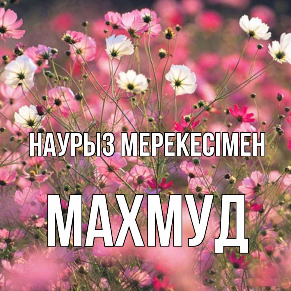 Күн сайын ашық хат с именем, Махмуд Наурыз мерекесімен красиво 1 Онлайн тегін жүктеп алу тілектері бар керемет карта 