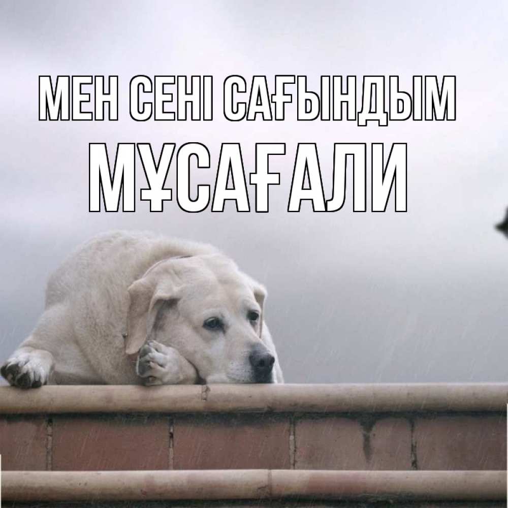 Күн сайын ашық хат с именем, Мұсағали Мен сені сағындым ждет Онлайн тегін жүктеп алу тілектері бар керемет карта 