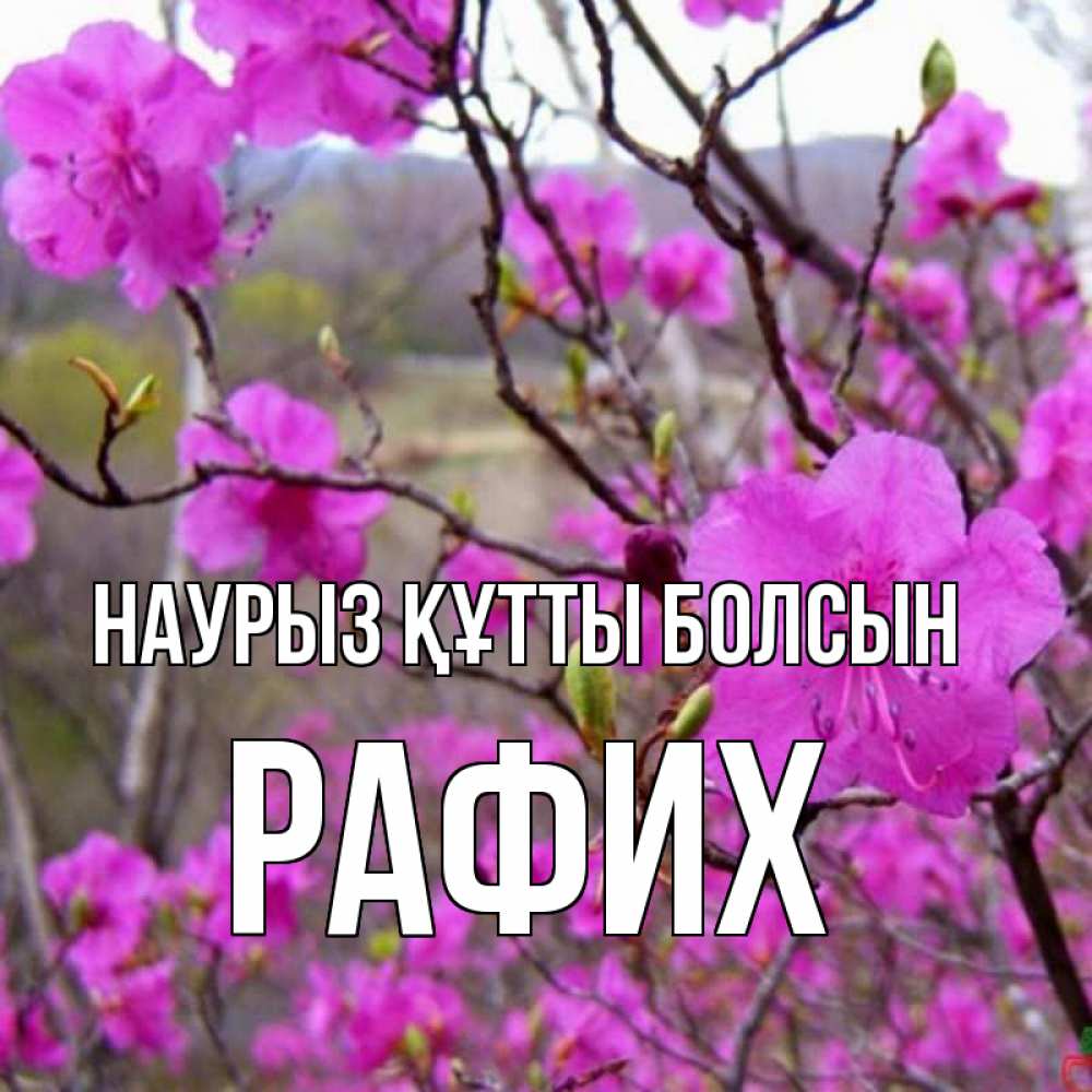 Күн сайын ашық хат с именем, РАФИХ Наурыз құтты болсын наурыз мейрамы кутты болсын Онлайн тегін жүктеп алу тілектері бар керемет карта 