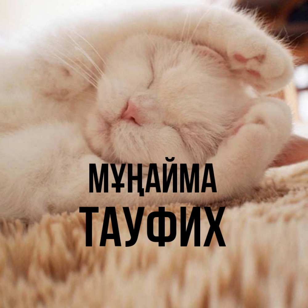 Күн сайын ашық хат с именем, ТАУФИХ Мұңайма Котенок спит Онлайн тегін жүктеп алу тілектері бар керемет карта 