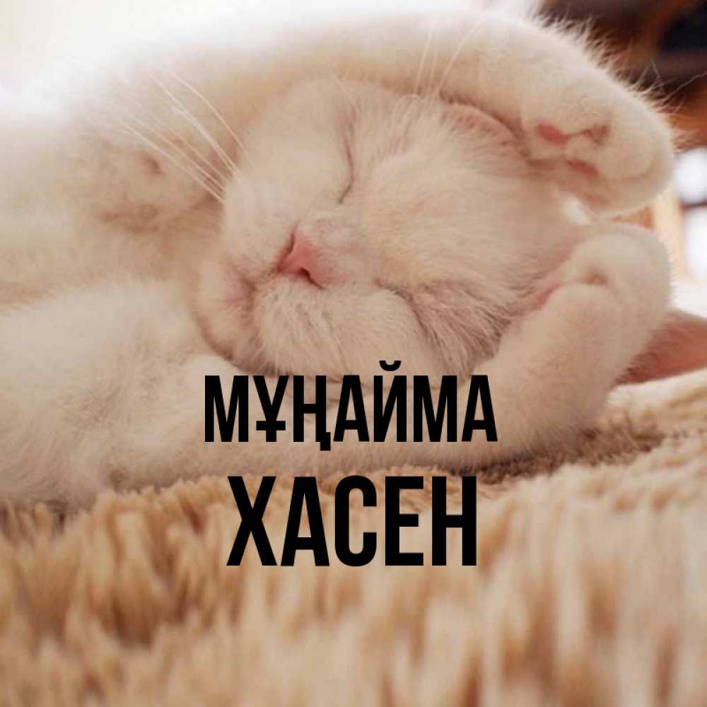 Күн сайын ашық хат с именем, ХАСЕН Мұңайма Котенок спит Онлайн тегін жүктеп алу тілектері бар керемет карта 