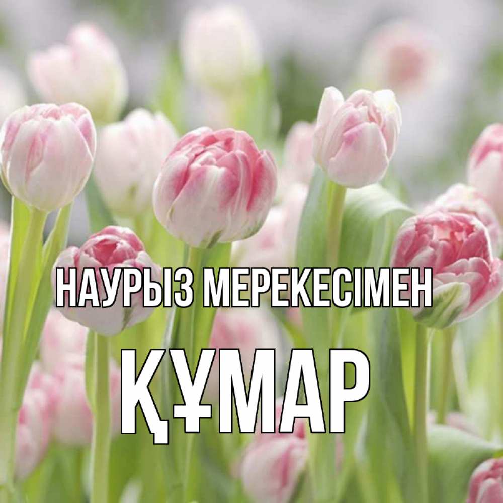 Күн сайын ашық хат с именем, ҚҰМАР Наурыз мерекесімен цветы Онлайн тегін жүктеп алу тілектері бар керемет карта 