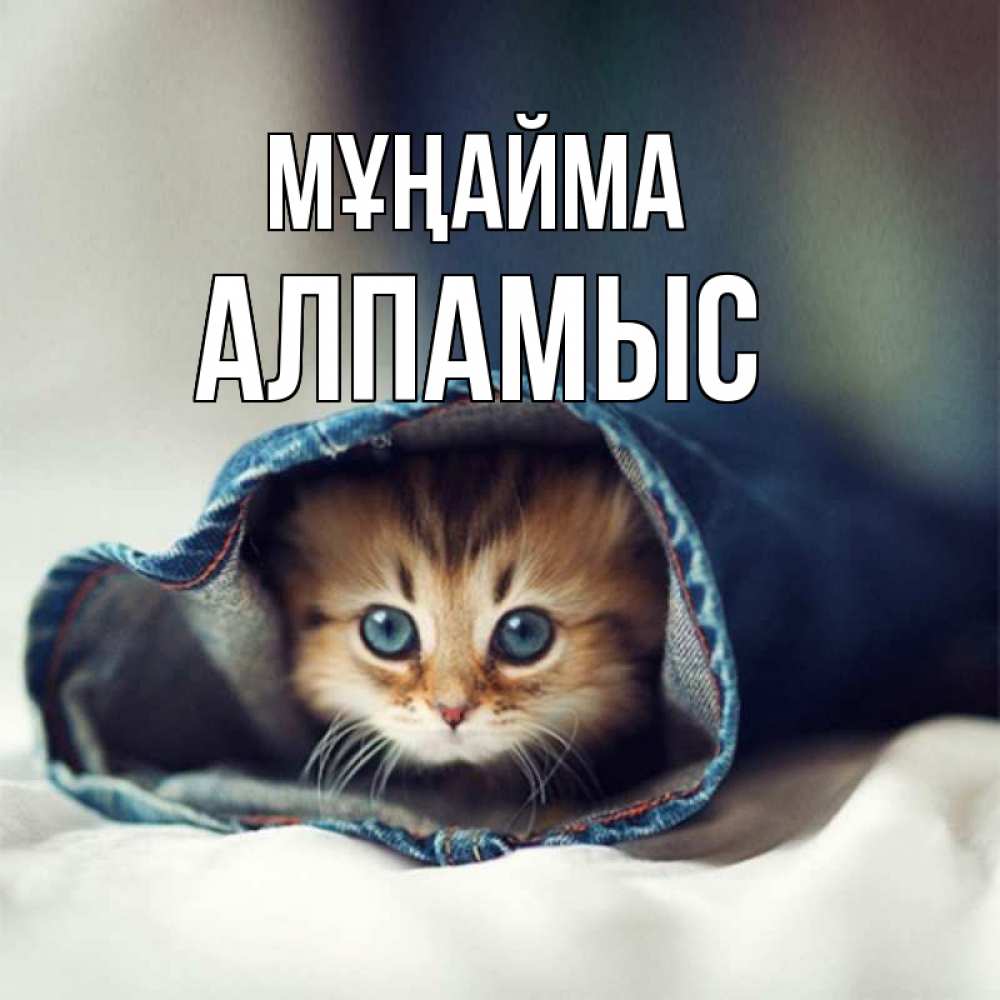 Күн сайын ашық хат с именем, Алпамыс Мұңайма рыжик котик Онлайн тегін жүктеп алу тілектері бар керемет карта 