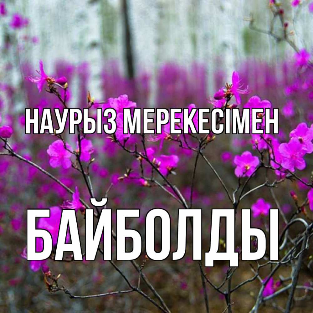 Күн сайын ашық хат с именем, Байболды Наурыз мерекесімен дикие цветы Онлайн тегін жүктеп алу тілектері бар керемет карта 