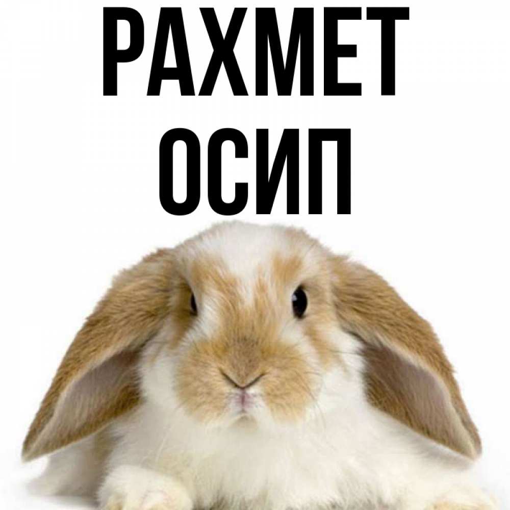 Күн сайын ашық хат с именем, Осип рахмет коричнево белый заяц Онлайн тегін жүктеп алу тілектері бар керемет карта 