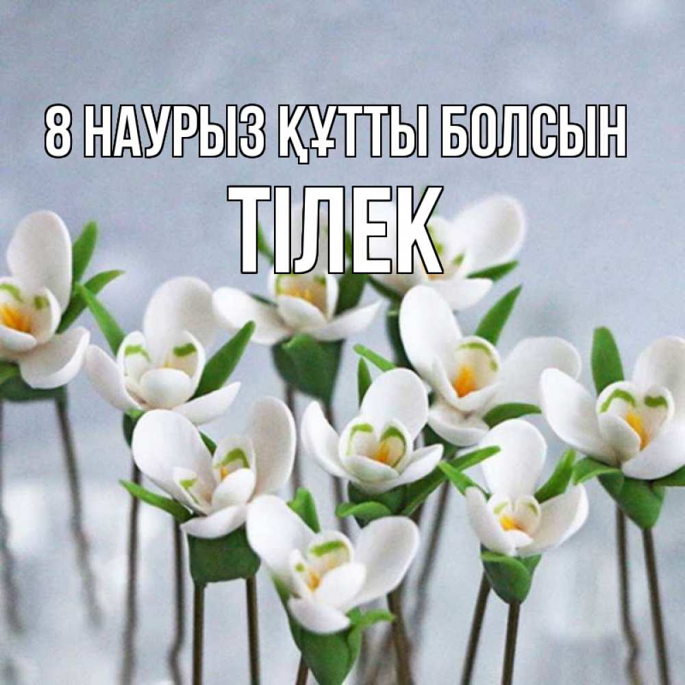 Күн сайын ашық хат с именем, ТІЛЕК 8 наурыз құтты болсын весенние цветы Онлайн тегін жүктеп алу тілектері бар керемет карта 