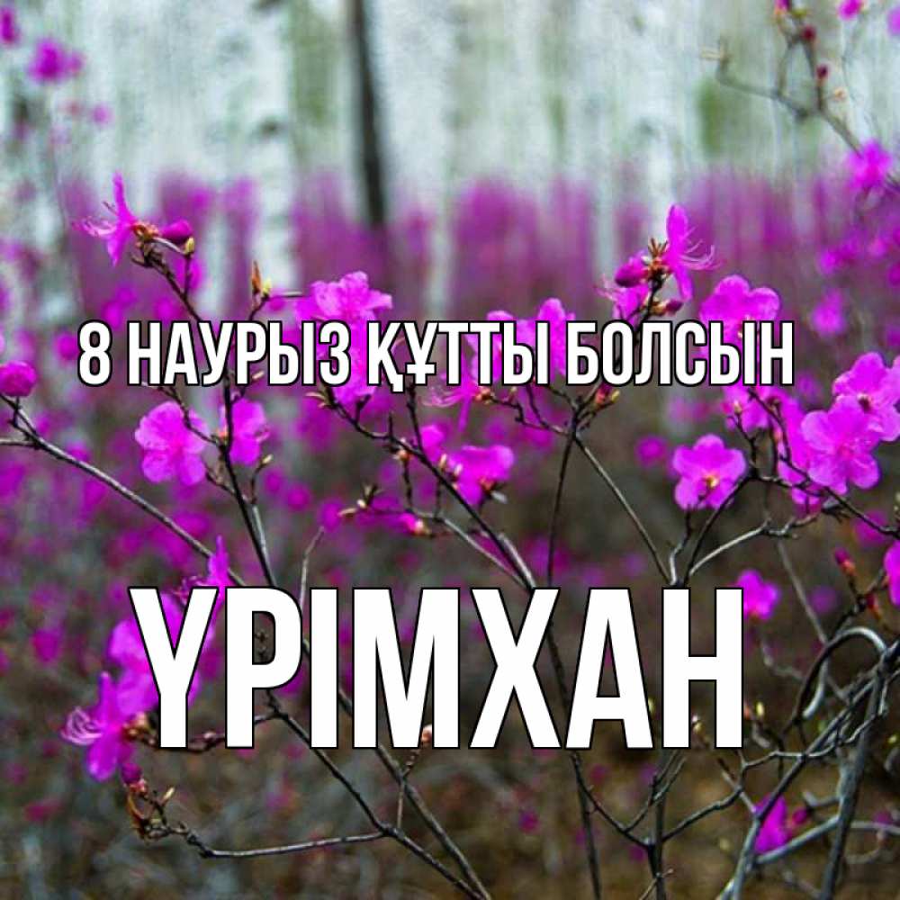 Күн сайын ашық хат с именем, Үрімхан 8 наурыз құтты болсын дикие цветы Онлайн тегін жүктеп алу тілектері бар керемет карта 