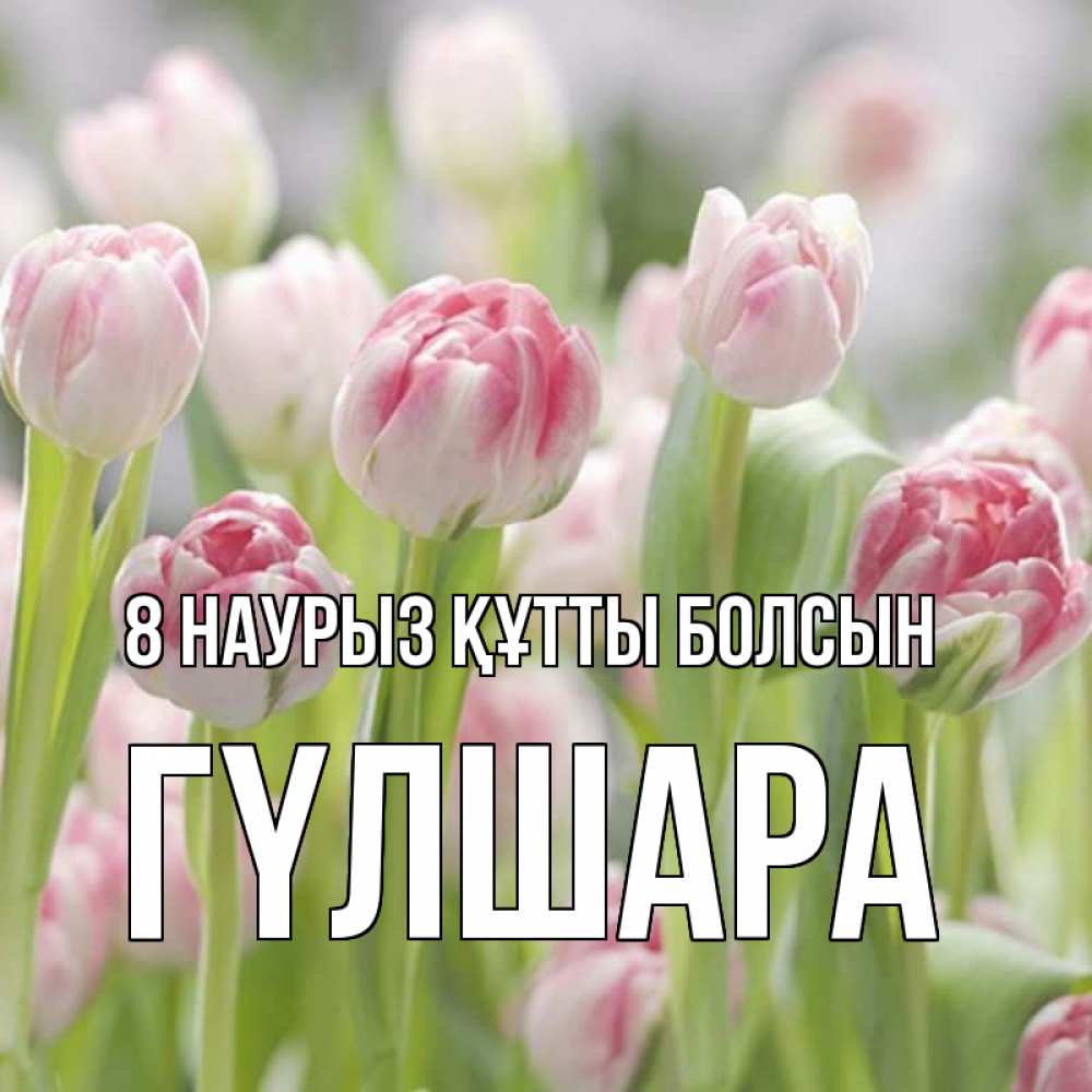 Күн сайын ашық хат с именем, ГҮЛШАРА 8 наурыз құтты болсын цветы Онлайн тегін жүктеп алу тілектері бар керемет карта 