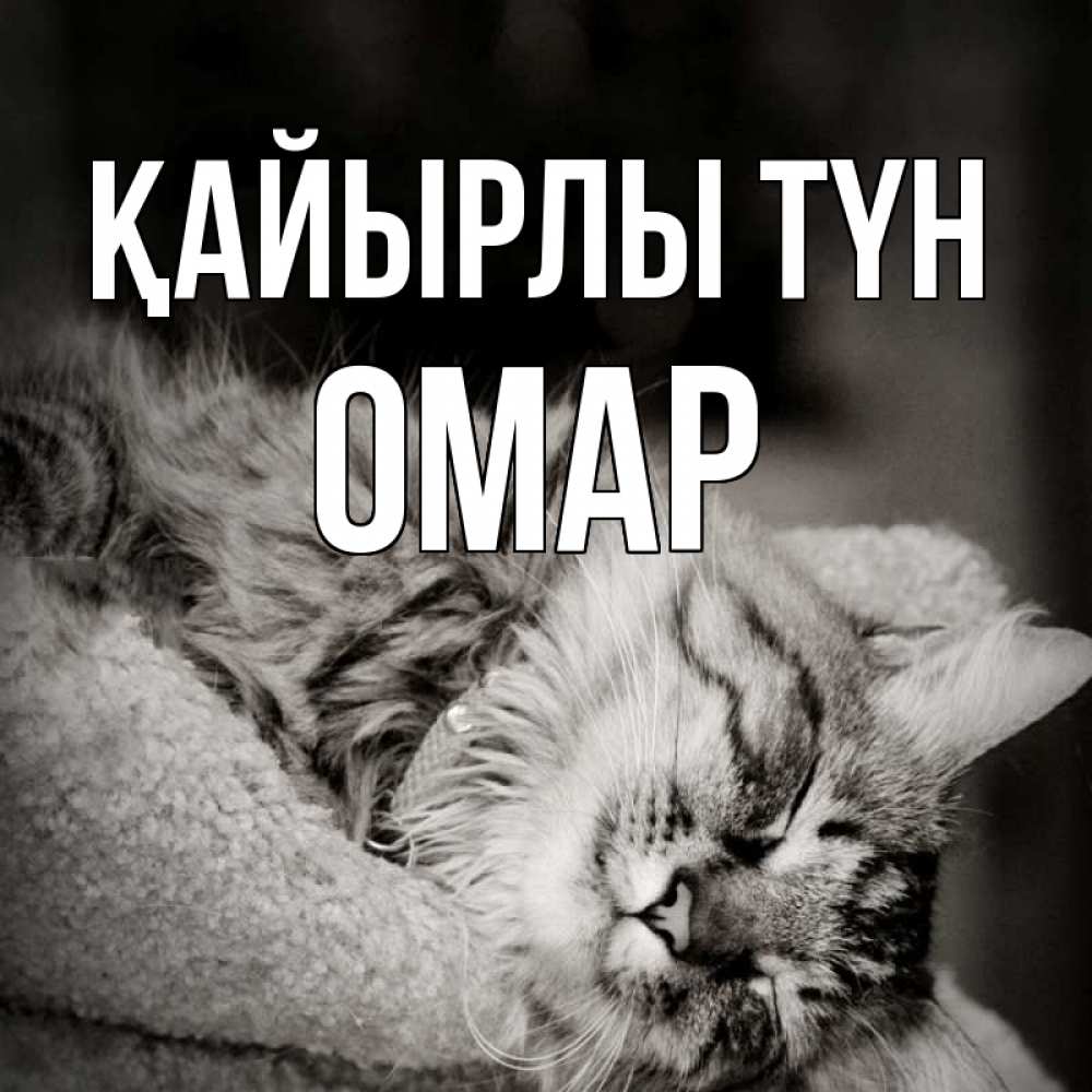 Күн сайын ашық хат с именем, ОМАР Қайырлы түн котярик пушистый Онлайн тегін жүктеп алу тілектері бар керемет карта 