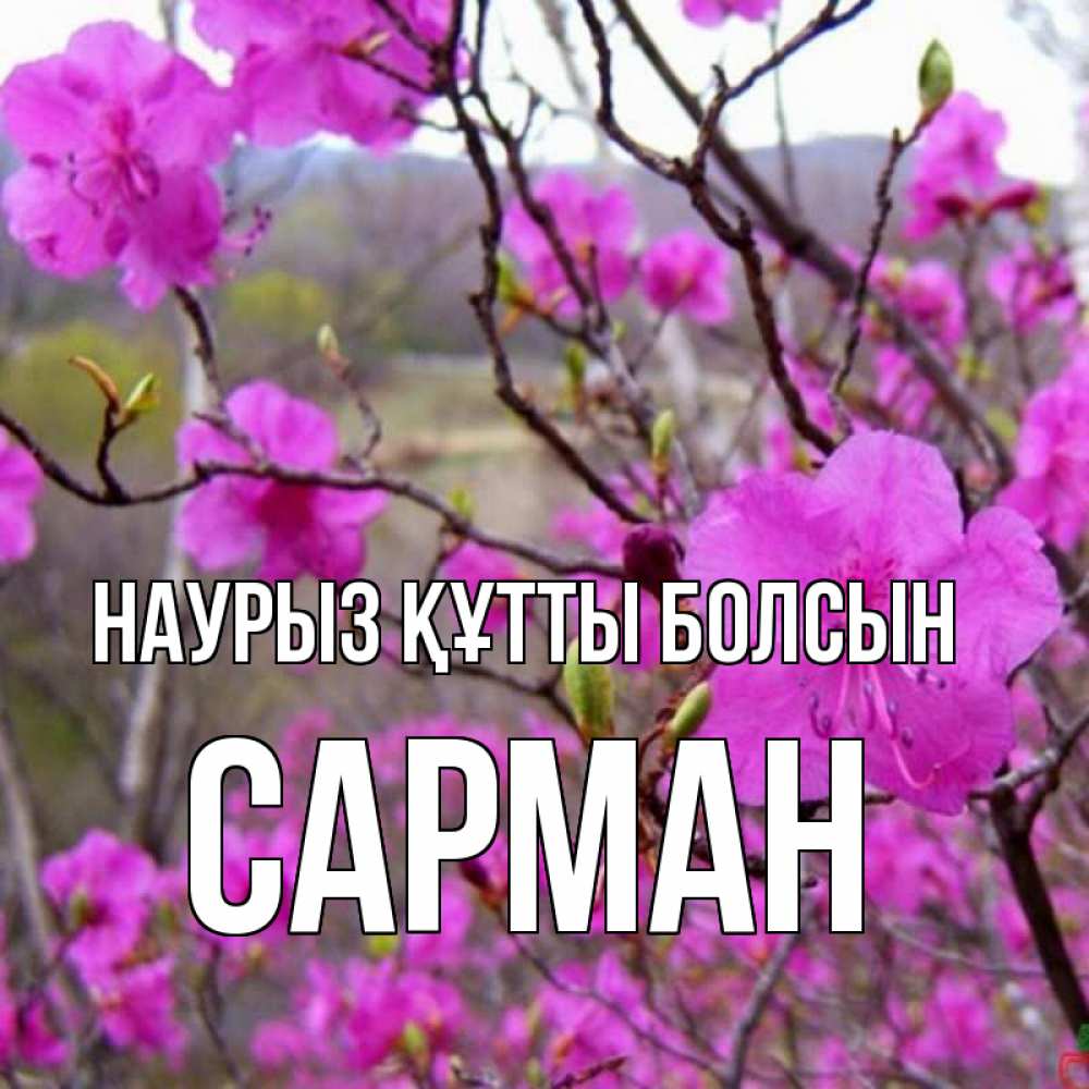 Күн сайын ашық хат с именем, САРМАН Наурыз құтты болсын наурыз мейрамы кутты болсын Онлайн тегін жүктеп алу тілектері бар керемет карта 
