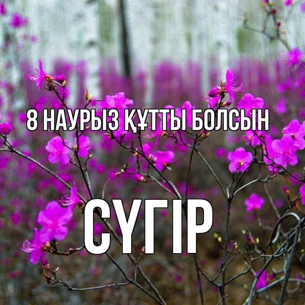 Күн сайын ашық хат с именем, СҮГІР 8 наурыз құтты болсын дикие цветы Онлайн тегін жүктеп алу тілектері бар керемет карта 