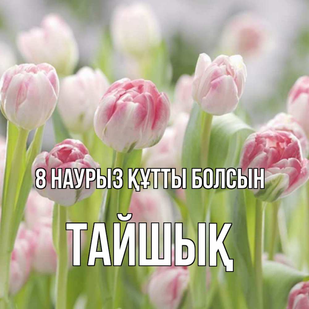 Күн сайын ашық хат с именем, ТАЙШЫҚ 8 наурыз құтты болсын цветы Онлайн тегін жүктеп алу тілектері бар керемет карта 