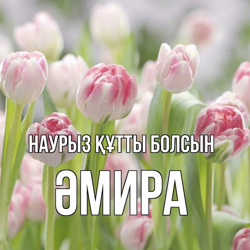 Күн сайын ашық хат с именем, ӘМИРА Наурыз құтты болсын цветы Онлайн тегін жүктеп алу тілектері бар керемет карта 