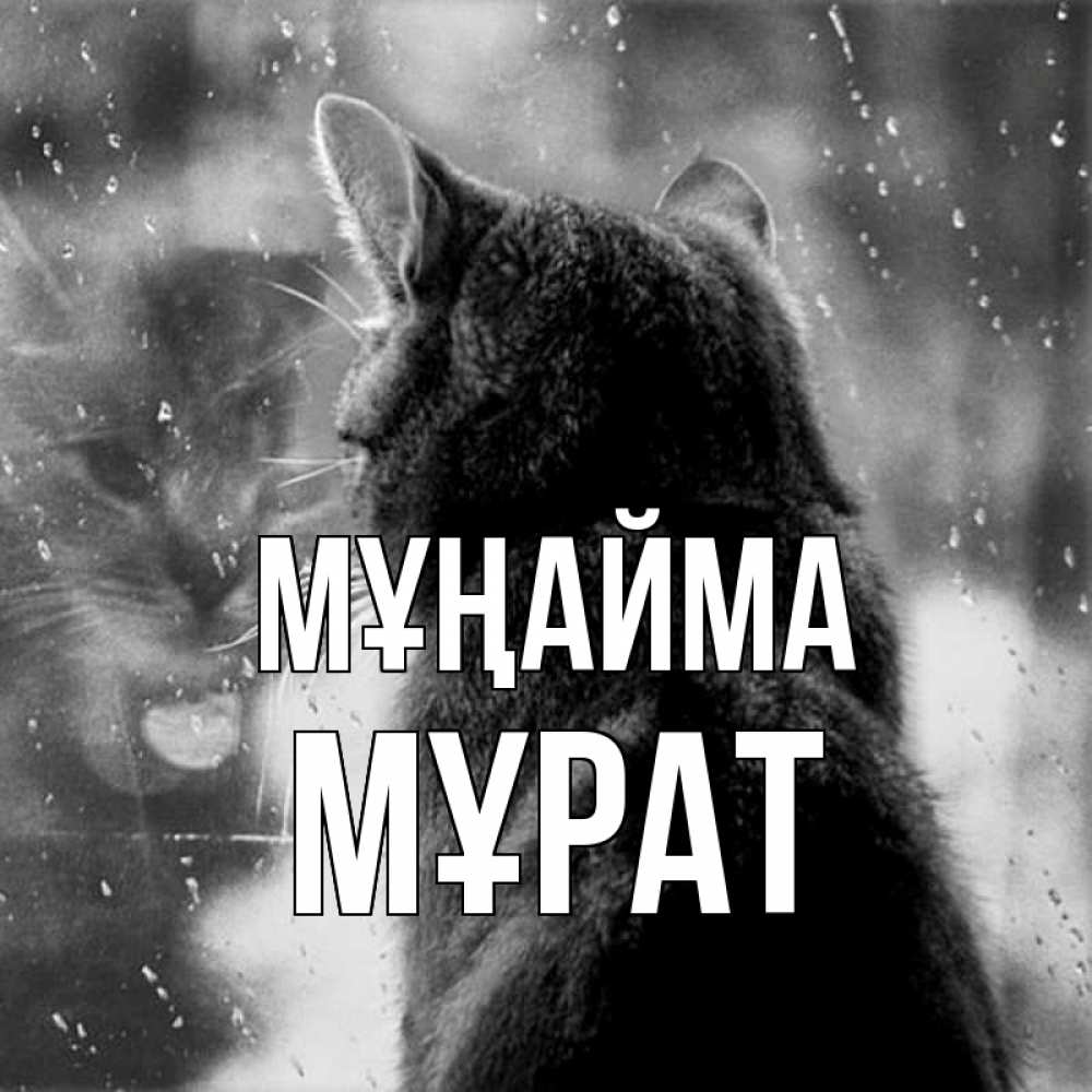 Күн сайын ашық хат с именем, МҰРАТ Мұңайма отражение кота 1 Онлайн тегін жүктеп алу тілектері бар керемет карта 