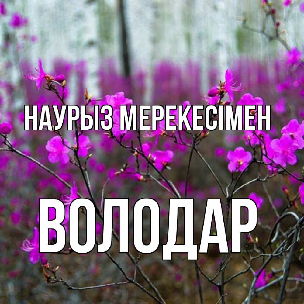 Күн сайын ашық хат с именем, Володар Наурыз мерекесімен дикие цветы Онлайн тегін жүктеп алу тілектері бар керемет карта 