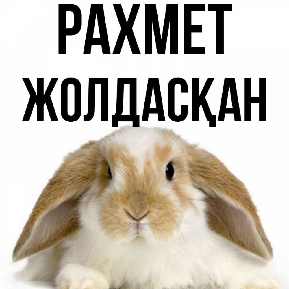 Күн сайын ашық хат с именем, Жолдасқан рахмет коричнево белый заяц Онлайн тегін жүктеп алу тілектері бар керемет карта 