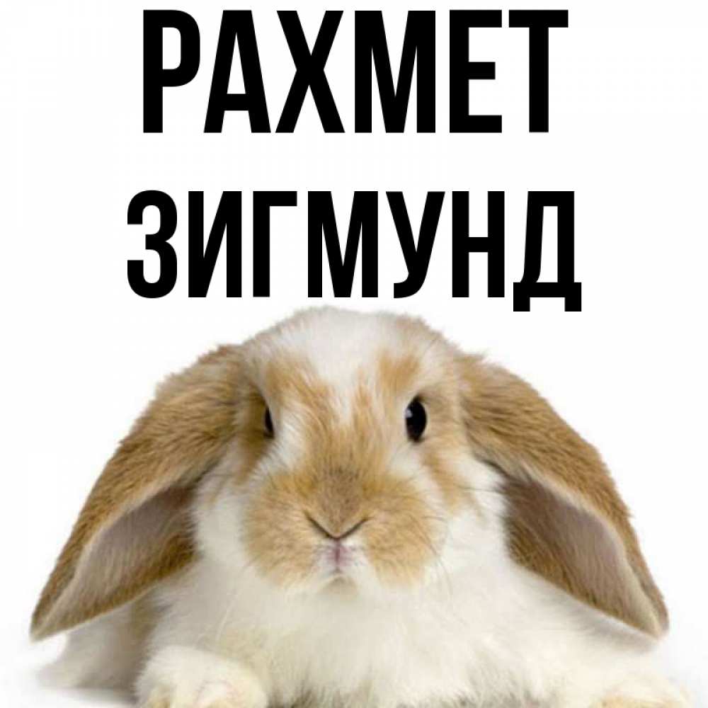 Күн сайын ашық хат с именем, Зигмунд рахмет коричнево белый заяц Онлайн тегін жүктеп алу тілектері бар керемет карта 