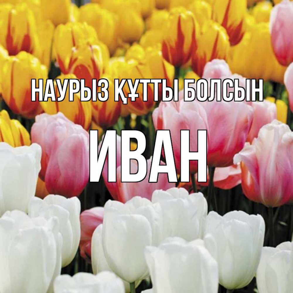 Күн сайын ашық хат с именем, Иван Наурыз құтты болсын разноцветные цветы Онлайн тегін жүктеп алу тілектері бар керемет карта 