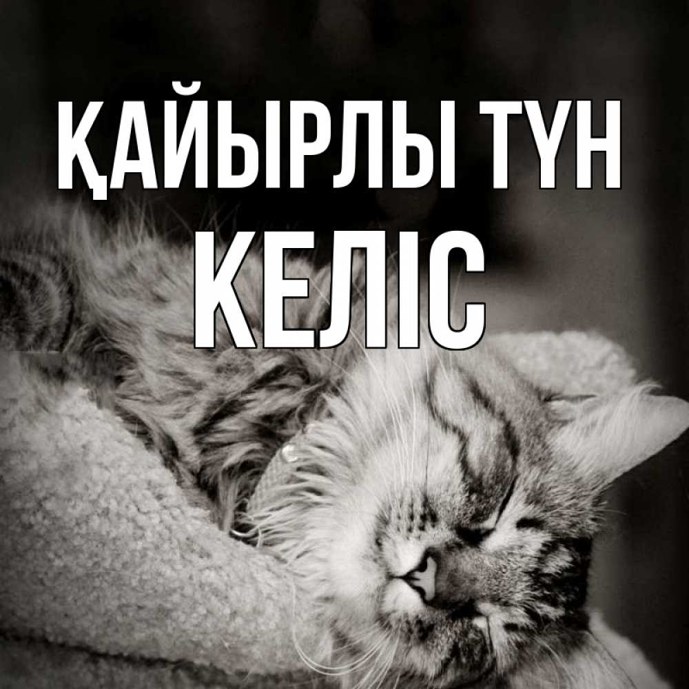 Күн сайын ашық хат с именем, Келіс Қайырлы түн котярик пушистый Онлайн тегін жүктеп алу тілектері бар керемет карта 