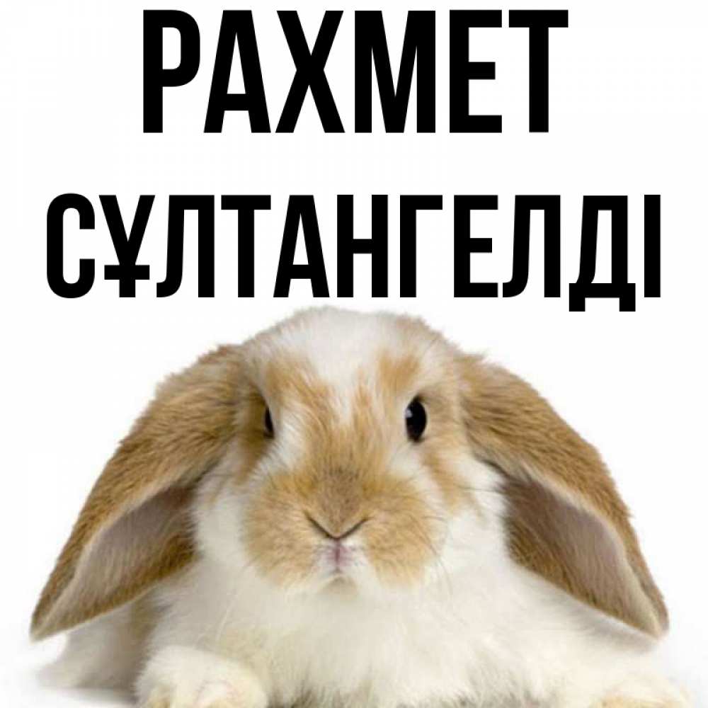 Күн сайын ашық хат с именем, СҰЛТАНГЕЛДІ рахмет коричнево белый заяц Онлайн тегін жүктеп алу тілектері бар керемет карта 