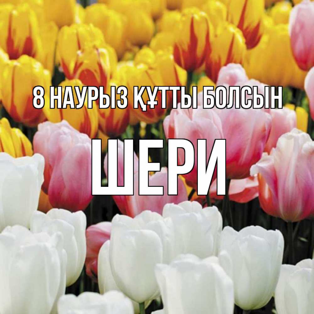 Күн сайын ашық хат с именем, ШЕРИ 8 наурыз құтты болсын разноцветные цветы Онлайн тегін жүктеп алу тілектері бар керемет карта 