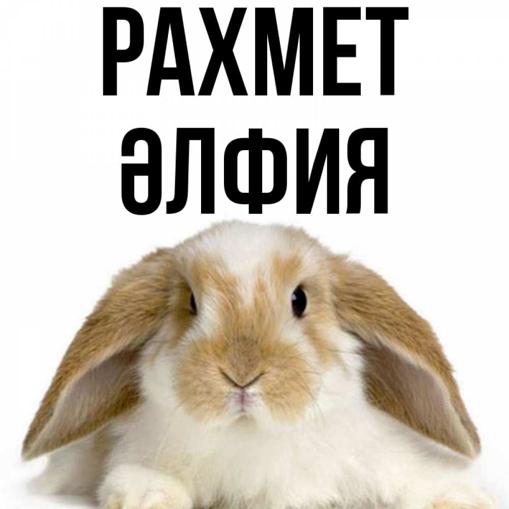 Күн сайын ашық хат с именем, ӘЛФИЯ рахмет коричнево белый заяц Онлайн тегін жүктеп алу тілектері бар керемет карта 