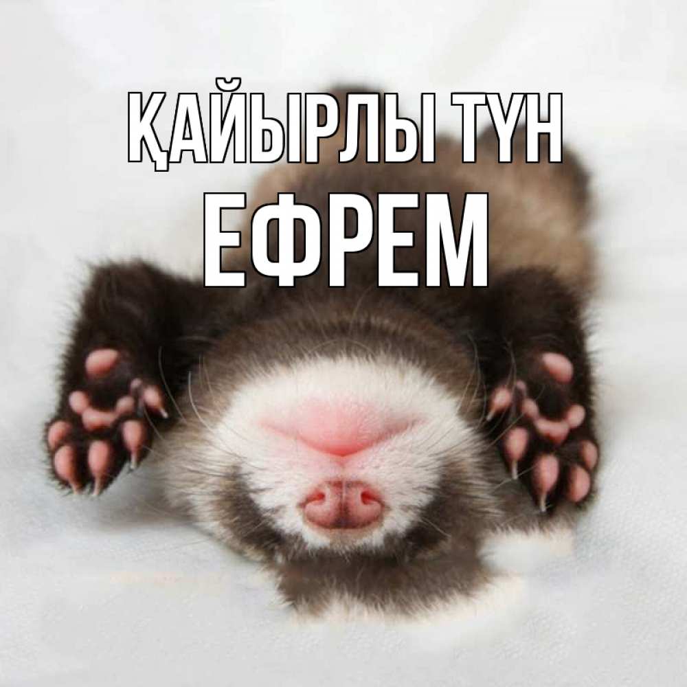 Күн сайын ашық хат с именем, Ефрем Қайырлы түн зверек Онлайн тегін жүктеп алу тілектері бар керемет карта 