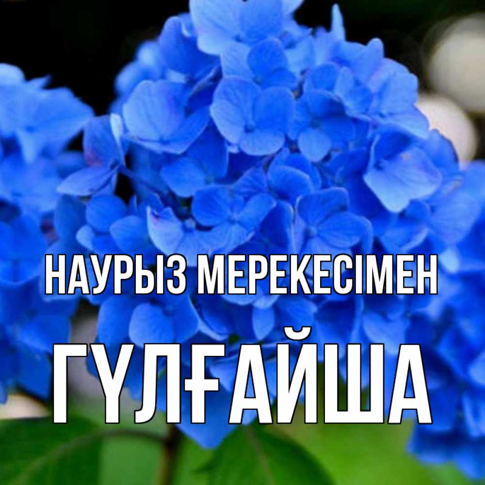 Күн сайын ашық хат с именем, ГҮЛҒАЙША Наурыз мерекесімен синие цветы Онлайн тегін жүктеп алу тілектері бар керемет карта 