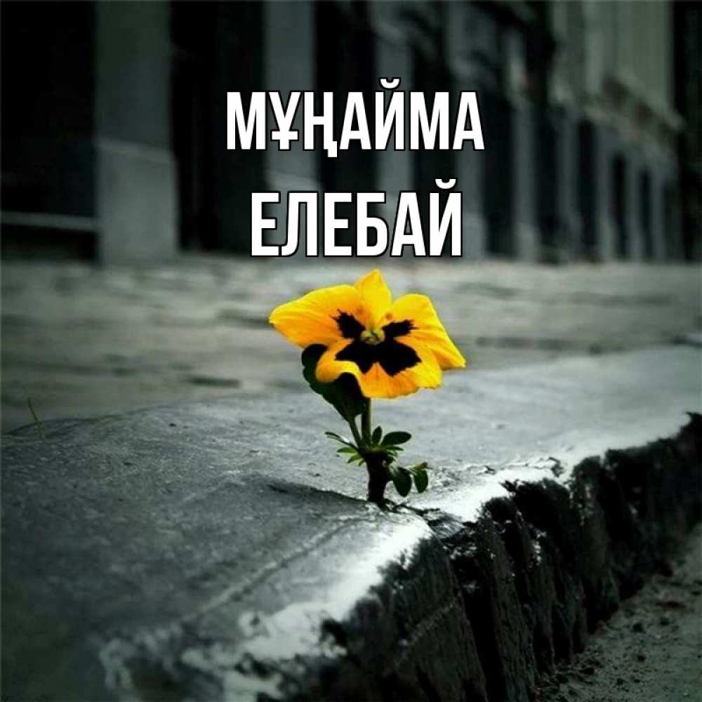 Күн сайын ашық хат с именем, Елебай Мұңайма не сдавайся Онлайн тегін жүктеп алу тілектері бар керемет карта 