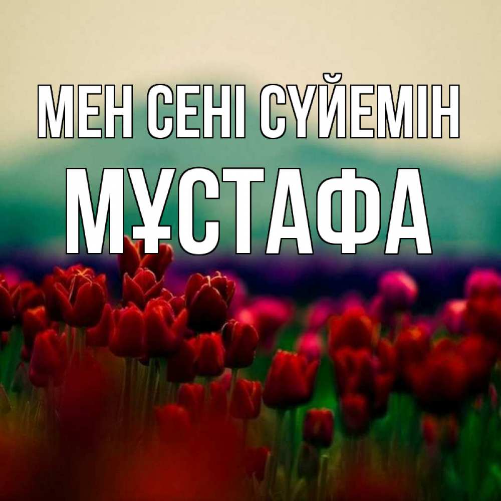Күн сайын ашық хат с именем, МҰСТАФА Мен сені сүйемін тюльпаны 4 Онлайн тегін жүктеп алу тілектері бар керемет карта 