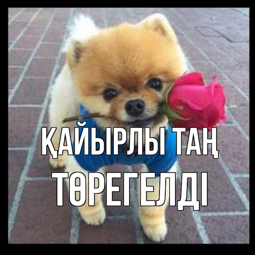Күн сайын ашық хат с именем, Төрегелді Қайырлы таң роза в зубах Онлайн тегін жүктеп алу тілектері бар керемет карта 