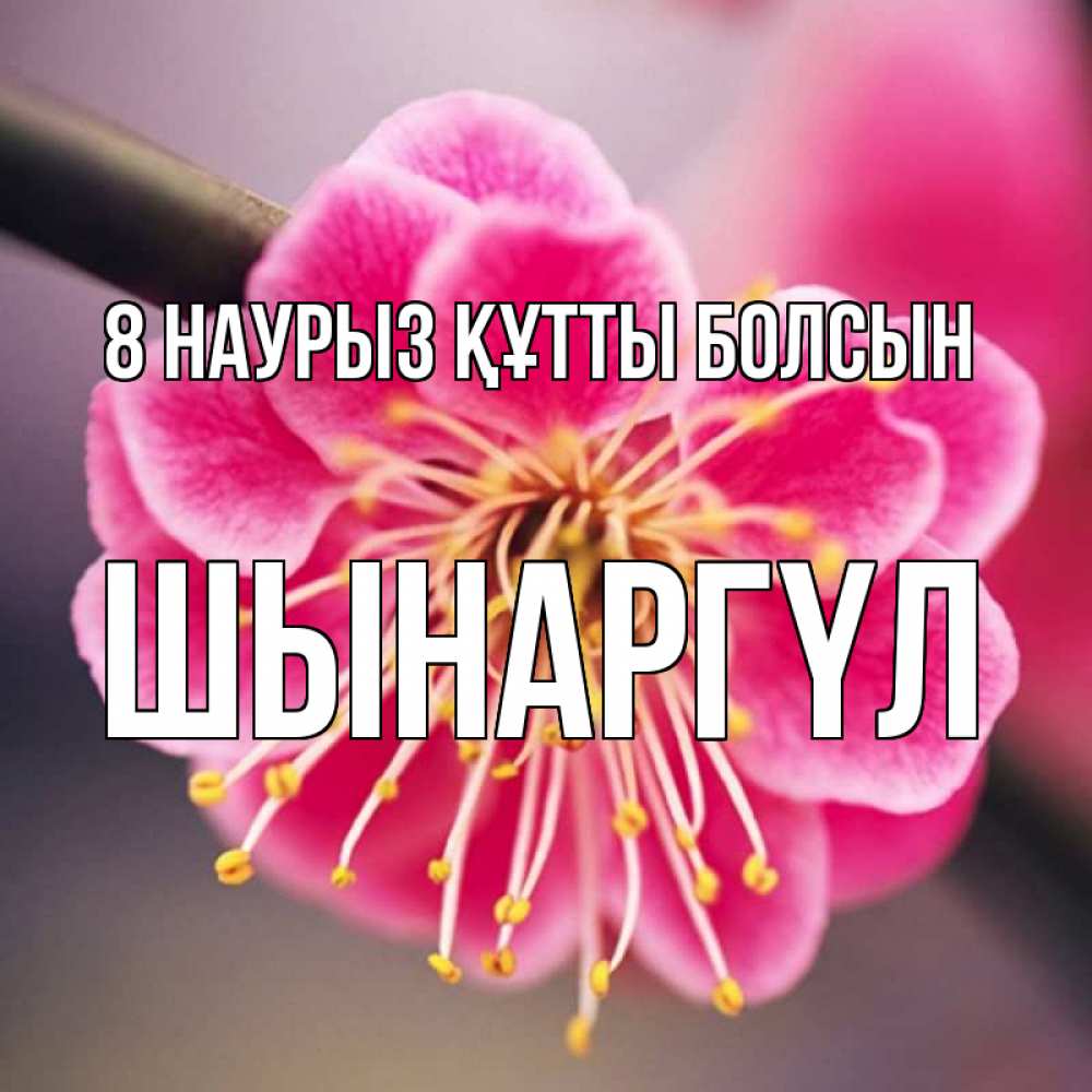 Күн сайын ашық хат с именем, ШЫНАРГҮЛ 8 наурыз құтты болсын цветы Онлайн тегін жүктеп алу тілектері бар керемет карта 