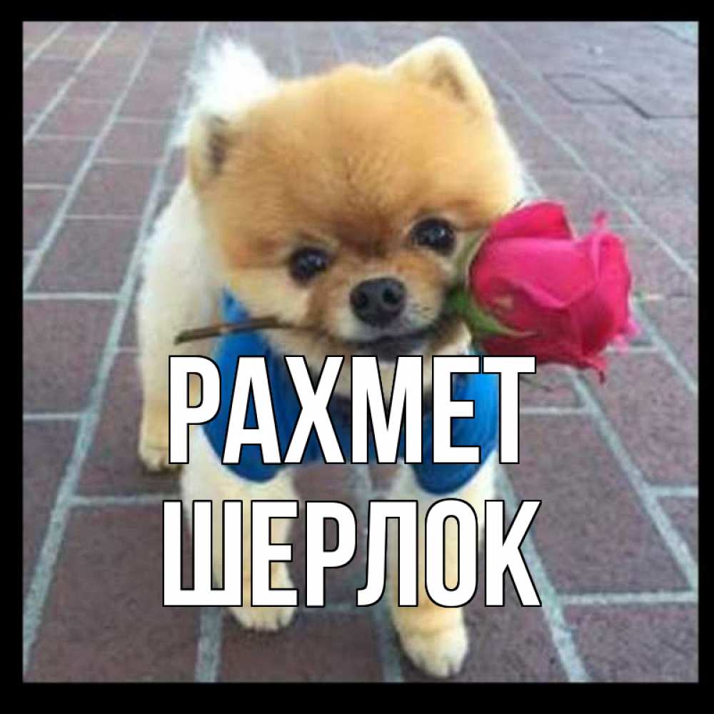 Күн сайын ашық хат с именем, Шерлок рахмет спасибо и дарю тебе цветок Онлайн тегін жүктеп алу тілектері бар керемет карта 
