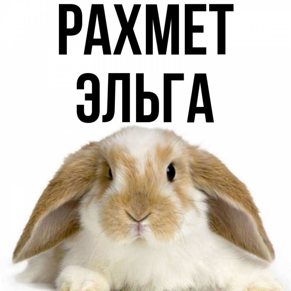 Күн сайын ашық хат с именем, Эльга рахмет коричнево белый заяц Онлайн тегін жүктеп алу тілектері бар керемет карта 